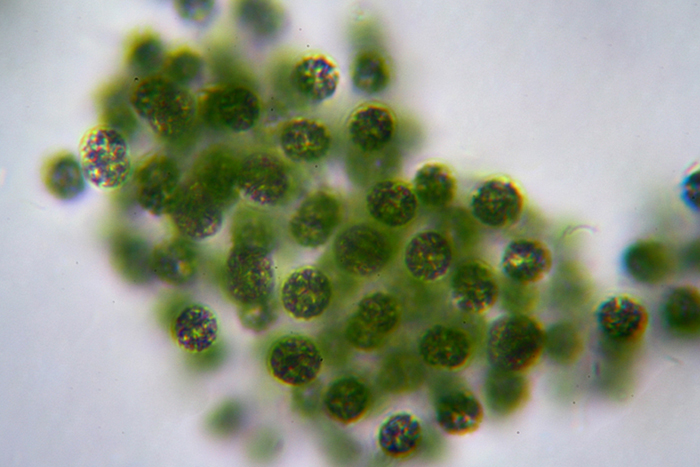 Acqua melmosa - Microcystis?